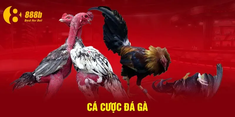 Cá cược đá gà