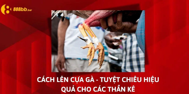 cách lên cựa gà