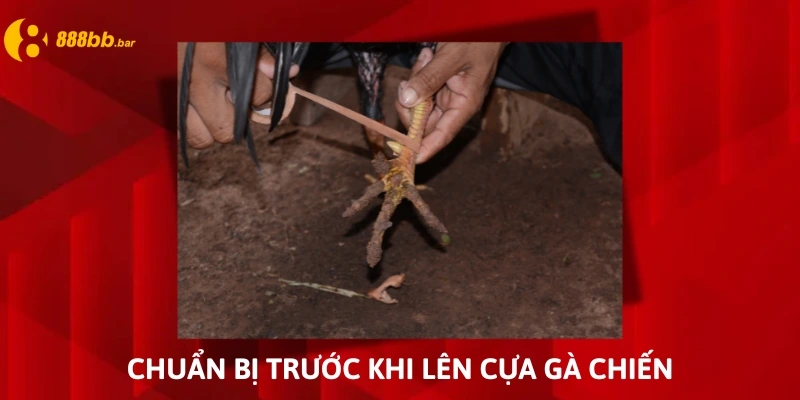 cách lên cựa gà