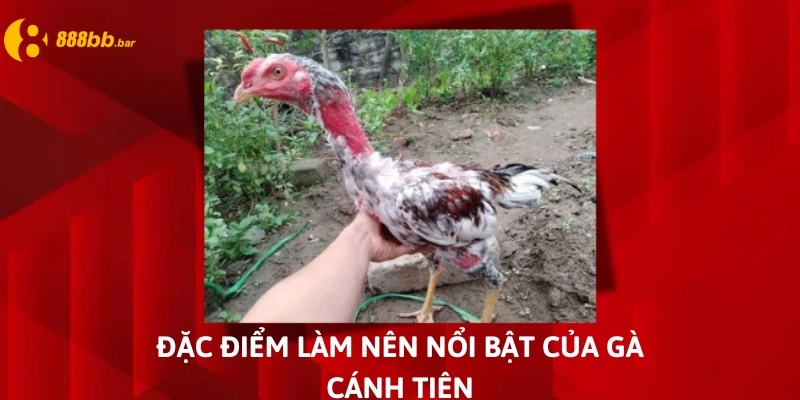 gà chọi cánh tiên