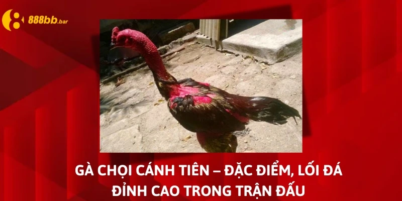 gà chọi cánh tiên