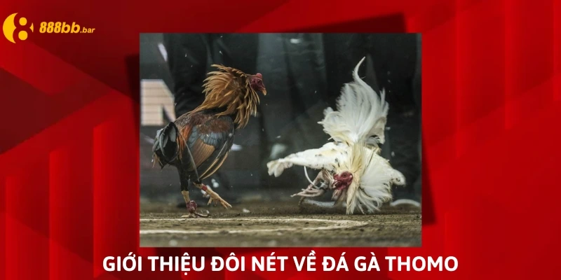 đá gà thomo