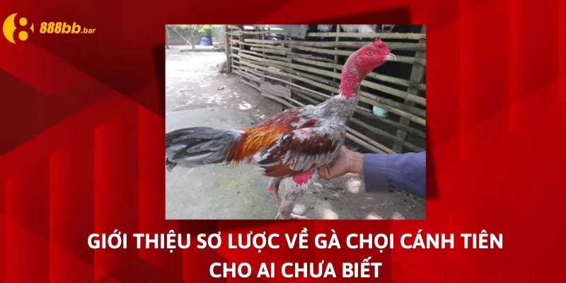 gà chọi cánh tiên