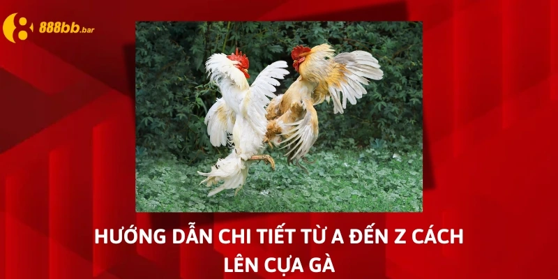 cách lên cựa gà