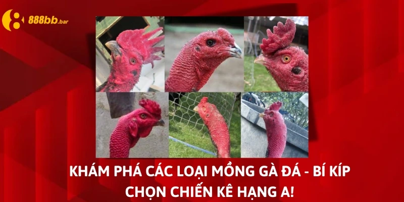 mồng gà đá