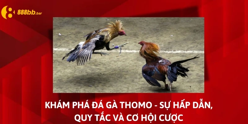 đá gà thomo