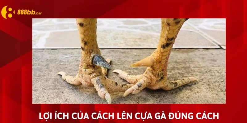 cách lên cựa gà