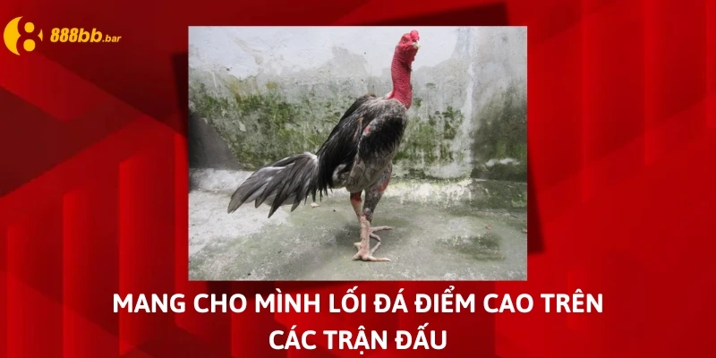 gà chọi cánh tiên