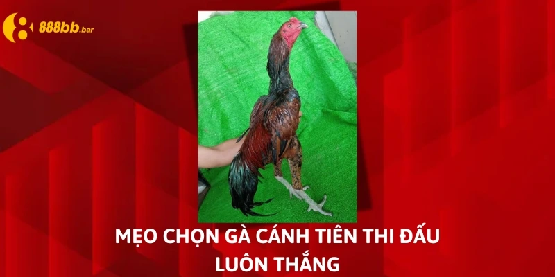 gà chọi cánh tiên