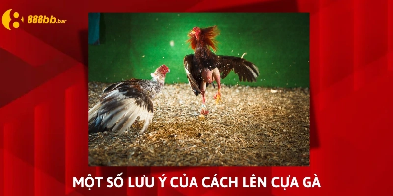 cách lên cựa gà