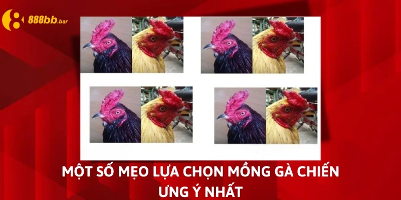 mồng gà đá