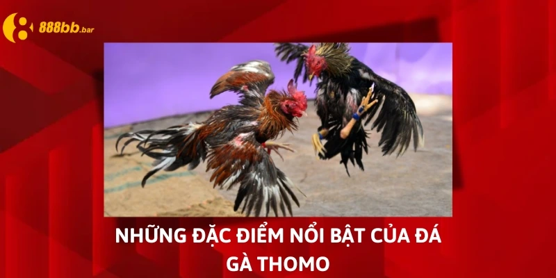 đá gà thomo