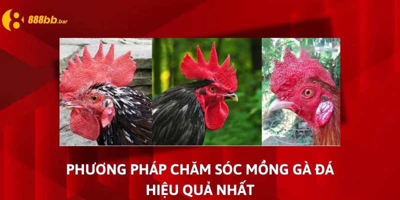 mồng gà đá