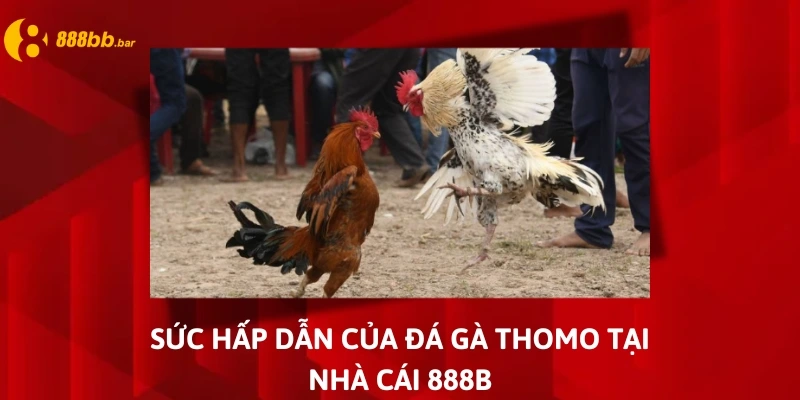 đá gà thomo