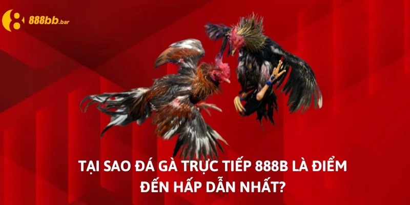 đá gà trực tiếp